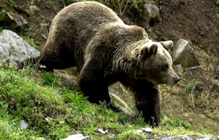 Halálos medvetámadás Svédországban
