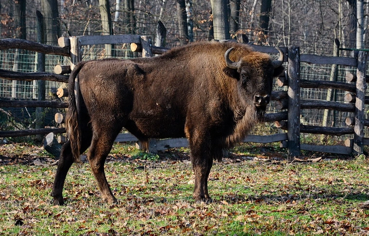 Bölénybika érkezett a Miskolci Állatkertbe