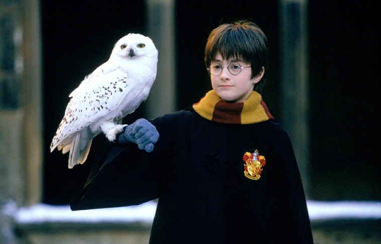 A Harry Potter-láz a vadon élő baglyok vesztét okozhatja Ázsiában