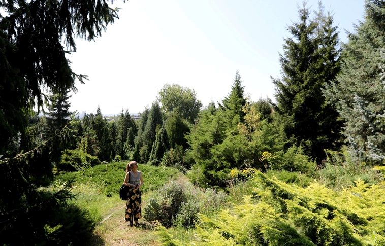 Örökzöldek gyűjteménye az Avason (Képgalériával!)