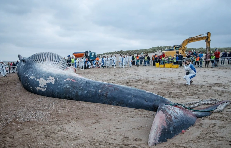 Tizennyolc méteres bálnatetemet sodort partra a tenger Belgiumban