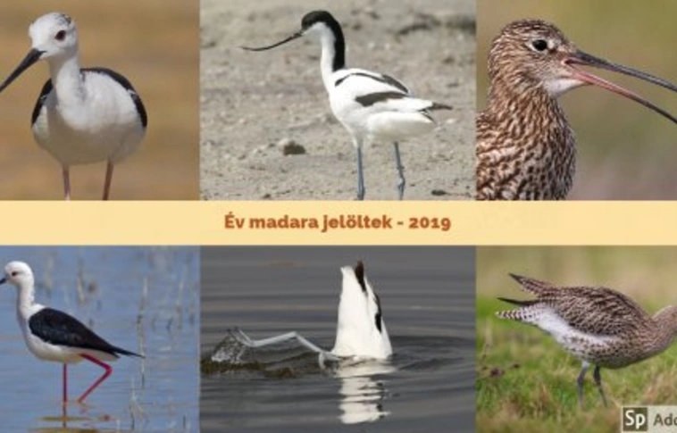 A lakosság kezében a döntés: melyik legyen 2019-ben az év madara?