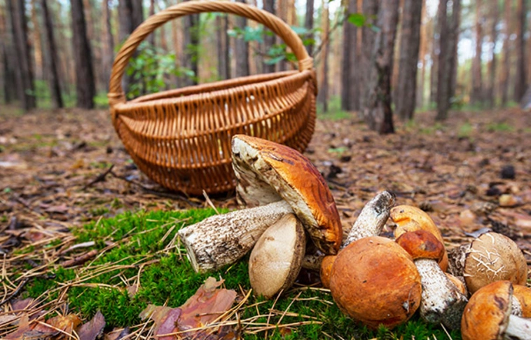 Gombaszedés közben eltévedt