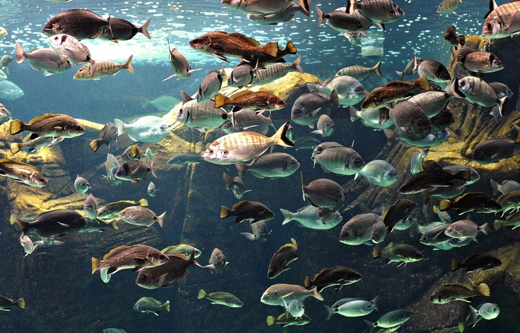 Az óceánok savasodása miatt romlik a halak szaglása