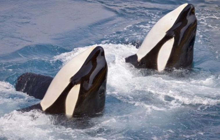 Először tanult meg kardszárnyú delfin emberi szavakat utánozni (Videóval!)
