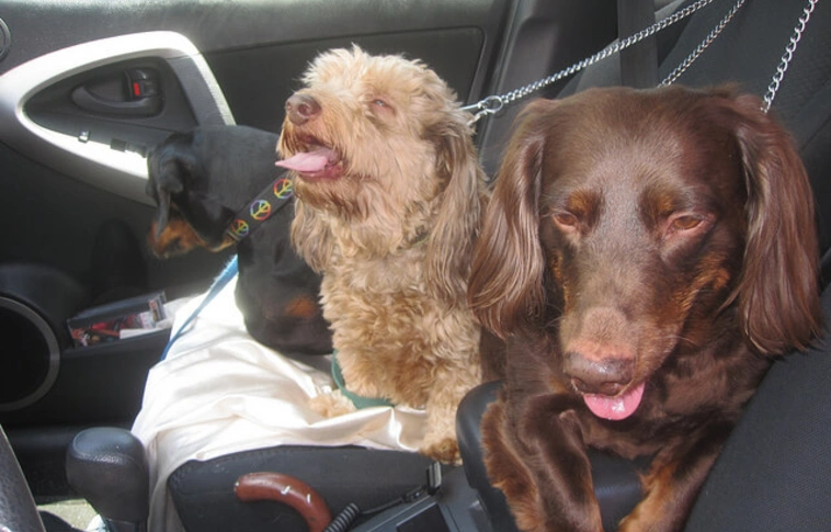 Csaknem kétezer euróra büntettek egy turistát Szlovéniában, mert a forró kocsiban hagyta a kutyáit