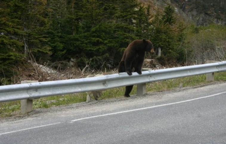 Medvét láttak Arnóton – vajon hol bukkan fel legközelebb?