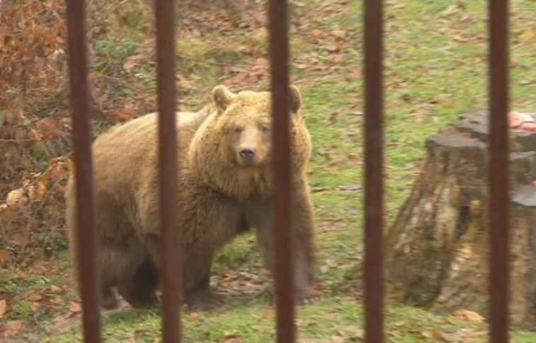 A Miskolci Állatkert medvéi szerint jön a tavasz