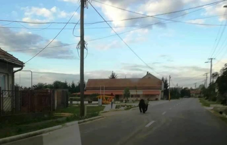 Ismét medvét láttak, ezúttal Sajókeresztúrban nézett szét (Helyszíni fotóval, videóval!)