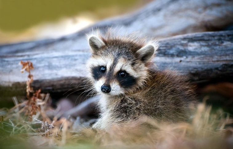 „Cukinak” gondolta, hazavitte, majdnem megölt vele húsz embert