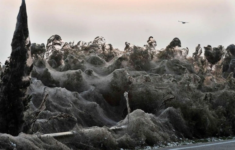 Pókfóbiásoknak nem ajánlott környék – több százezer pókháló borítja egy görög tó partját