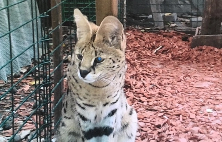 Afrikai ragadozót tartott otthonában egy szegedi nő