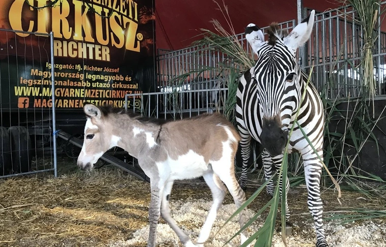 Most akkor zebra vagy szamár? A Magyar Nemzeti Cirkusz új jövevénye igazi szenzáció (Fotók!)