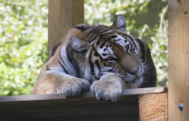 Miskolci kalandoZOO - Bevetésen a Miskolci Állatkert és Kultúrpark lombkoronái között