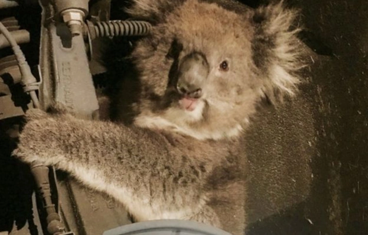 A kis potyautas – Egy koala lapult az autó kerekén (Videóval!)