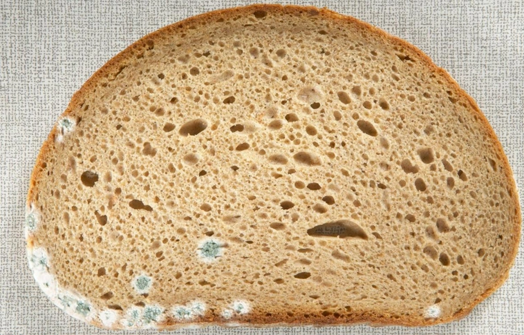 Ha ezt használod, nem fog megpenészedni a kenyered
