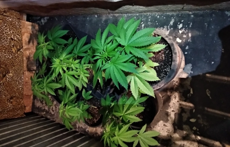 Kábítószert termesztett