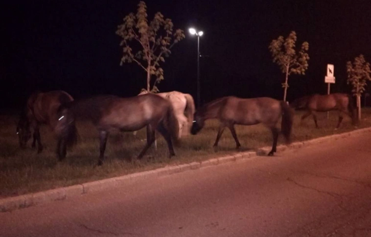 Elkóborolt lovakat találtak a rendészek az Avason