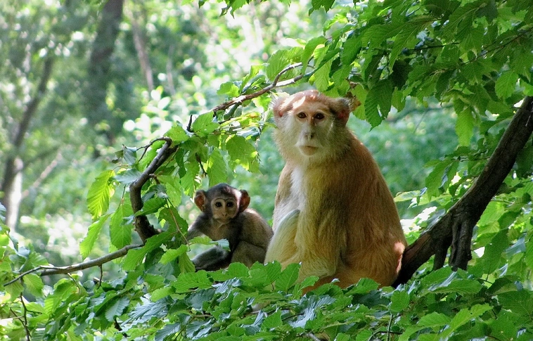 Egy évtized után újra huszármajom született a Miskolci Állatkertben