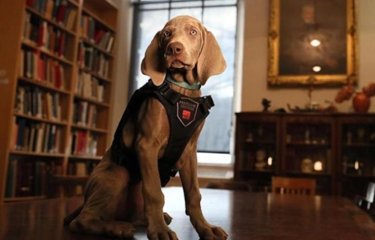 Új dolgozója van a bostoni szépművészeti múzeumnak