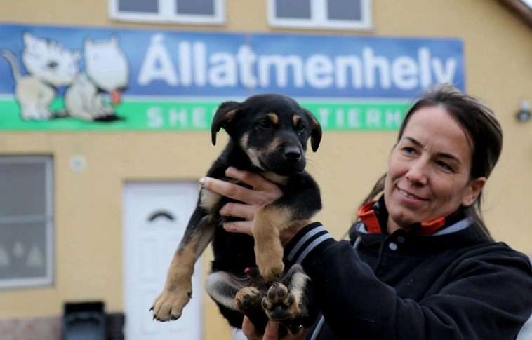 Kutyarehabilitáció a Miskolci Állatsegítő Alapítványnál