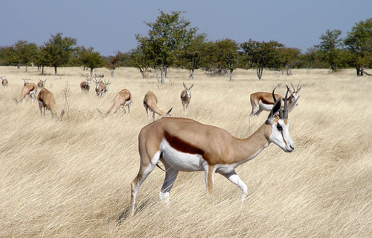 Sajtóhírek szerint Afrikából csempészett vadhúst árulnak Brüsszelben