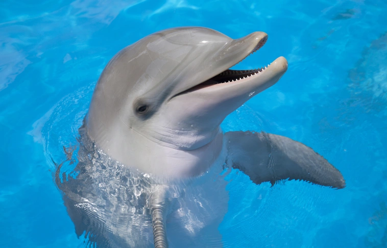 Visszatértek a delfinek az Adriára