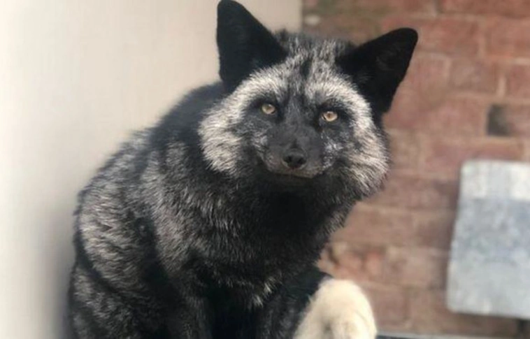 Micsoda? Egy 25 éve kihalt állatfajt talált a kertjében