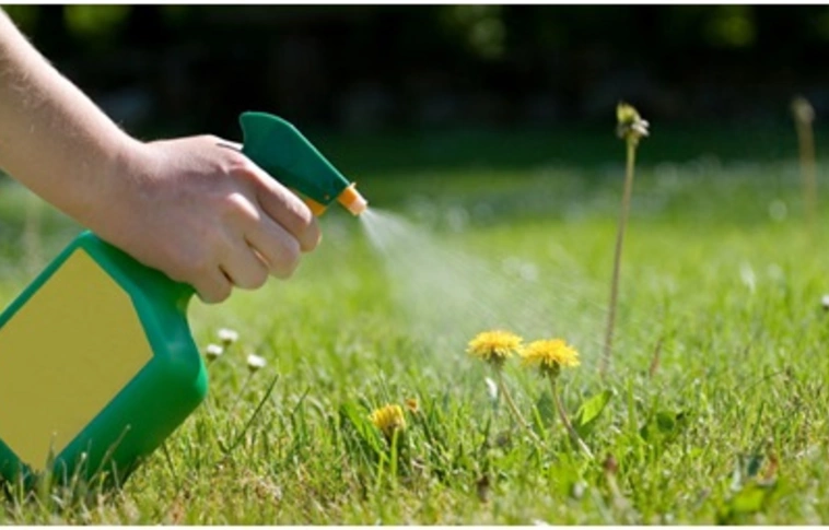 Több százmillió dollár kártérítést kell fizetnie a Monsantónak