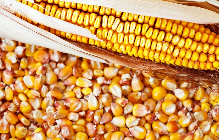 A segédmunkásnő haját tépte ki a kukoricamorzsoló gép