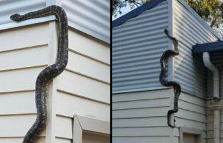 Na ne! – Pitont talált egy férfi a házán