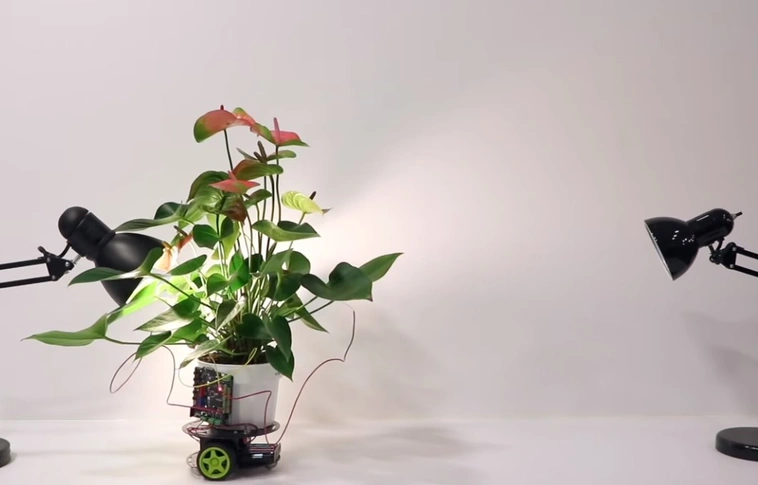 Okos növény? Íme, a jövő virága (Videóval!)