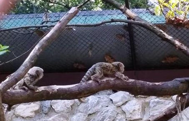 Új cukiságok a Miskolci Állatkertben: két kis selyemmajom született