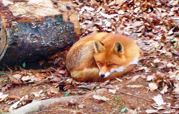 Ragadozók napja a Miskolci Állatkert és Kultúrparkban