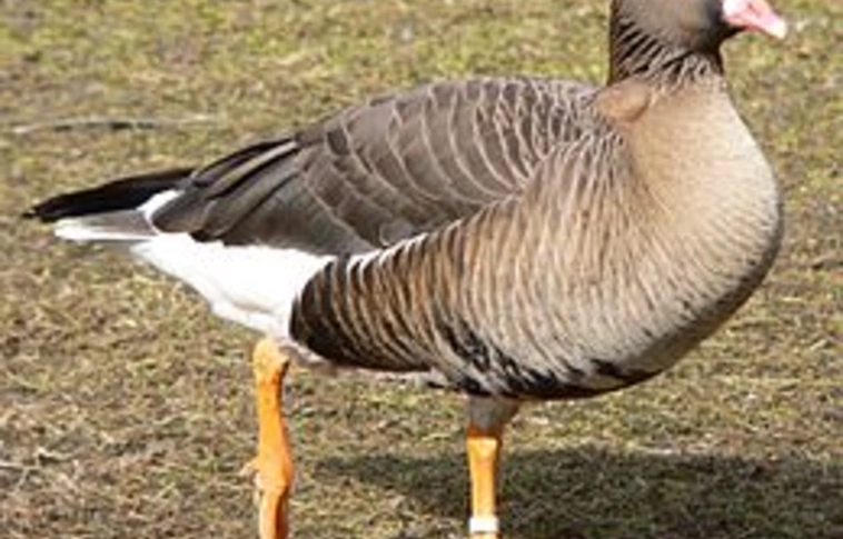Hortobágyi Nemzeti Park: hazai és nemzetközi siker a kis lilikek állományának rendkívüli növekedése