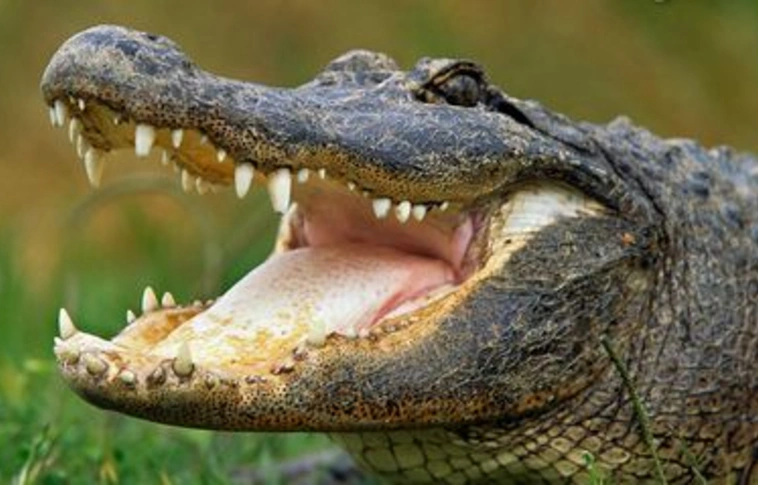 Floridában aligátorok vigyázzák a gázlómadarak fészkeit