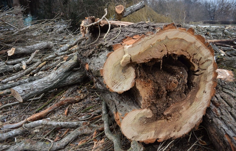 Fákat vágtak ki az Aradi sétányon 