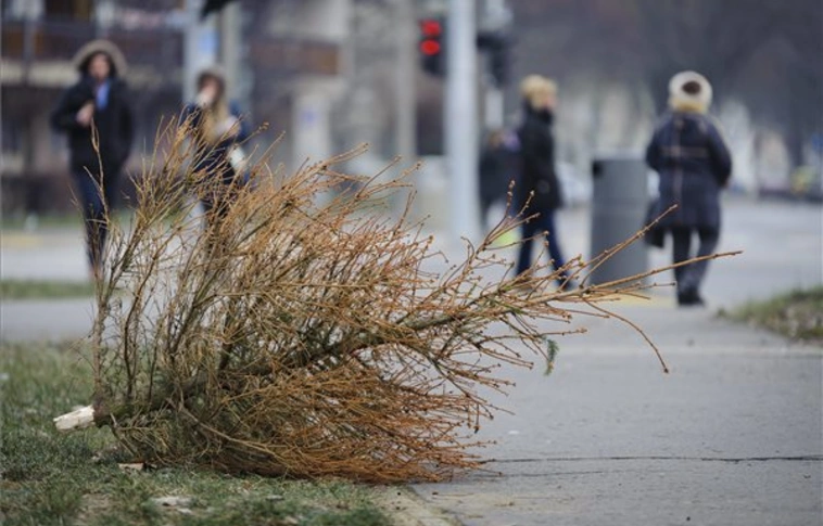 Összegyűjti a kidobott fenyőfákat a MiReHuKöz 