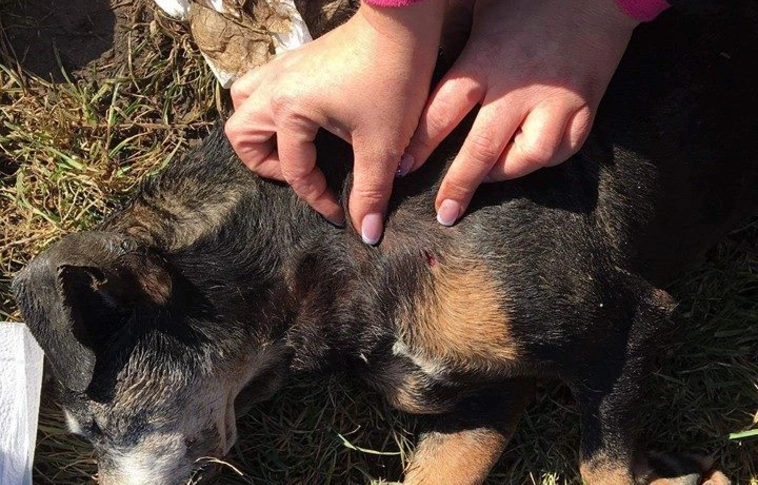 Kutyákat lőnek egy terepjáróból Kazincbarcikán