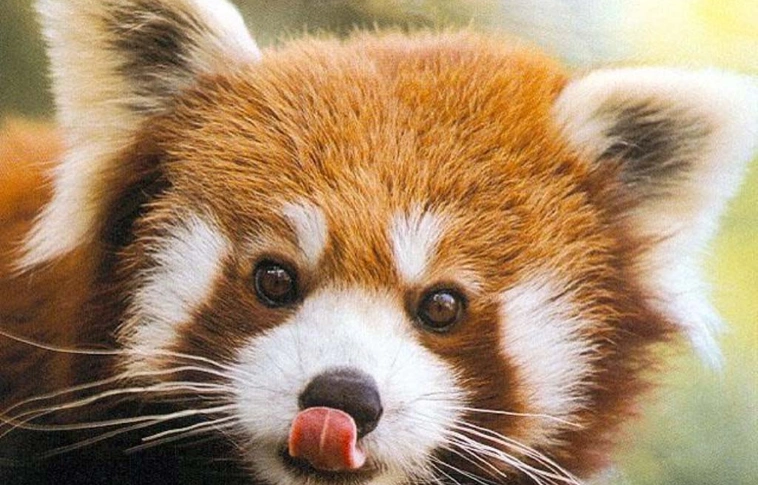 Ilyen édesen szunyókál kölykeivel egy vörös panda - éjszakai felvételek 