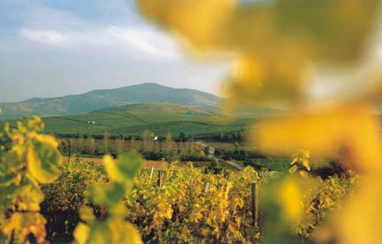 Grand Tokaj néven működik tovább a Tokaj Kereskedőház