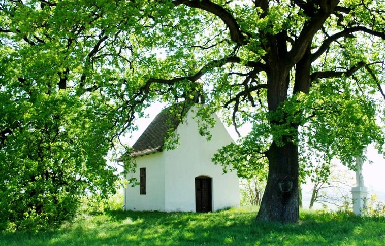 Jelentősen vezet Magyarország az Év fája versenyben