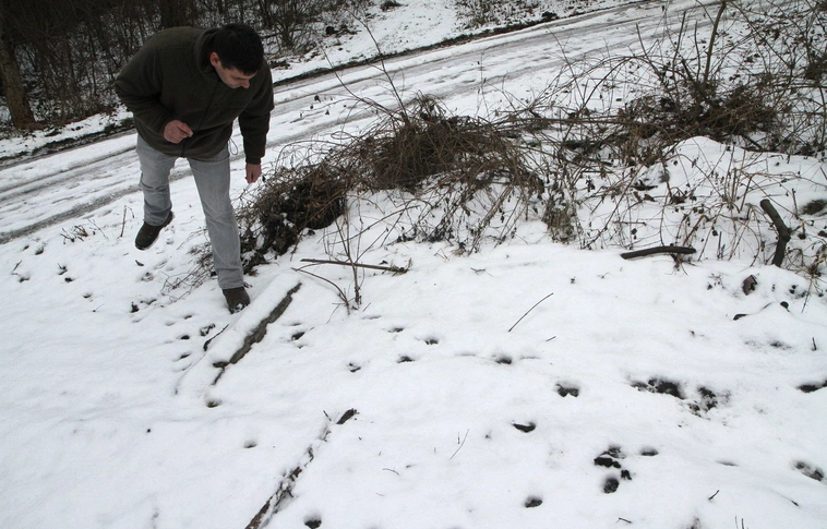 Vaddisznó a városban - mostantól kilőhetik a Miskolcon garázdálkodó vadakat