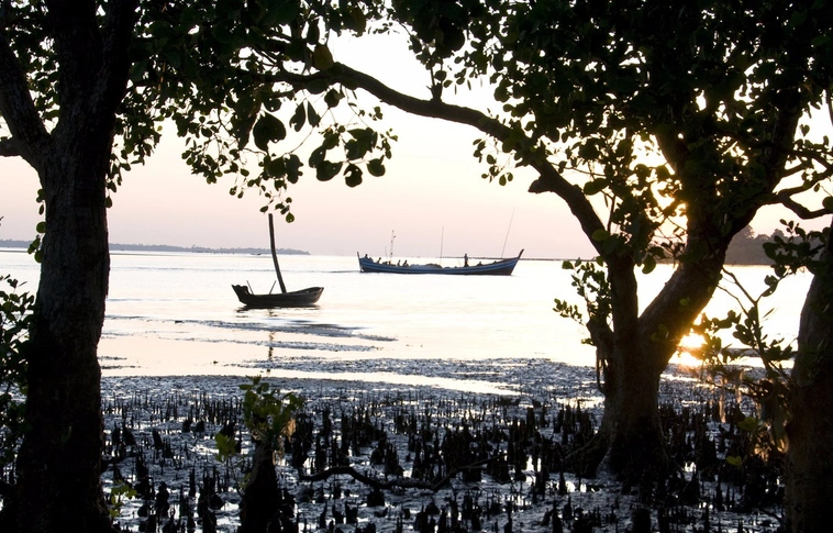 Az évszázad végére eltűnhetnek a mangrove erdők