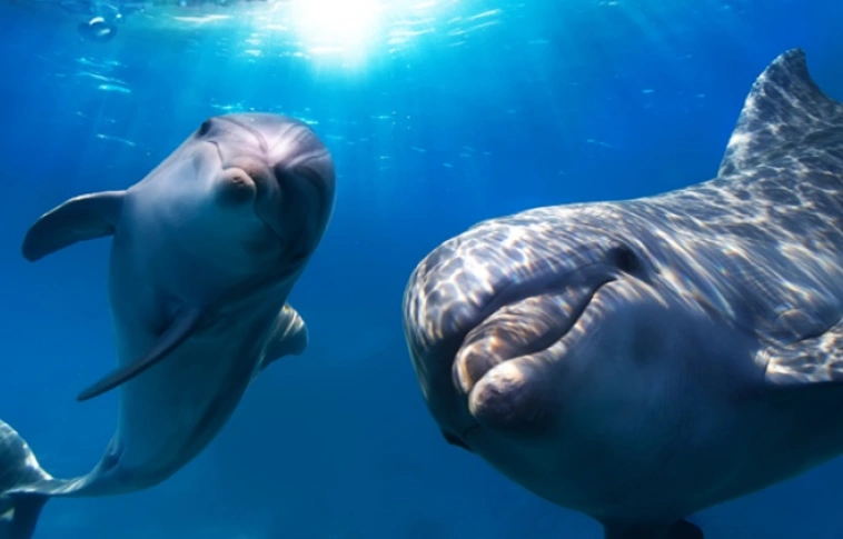 Belehallgattak két delfin beszélgetésébe