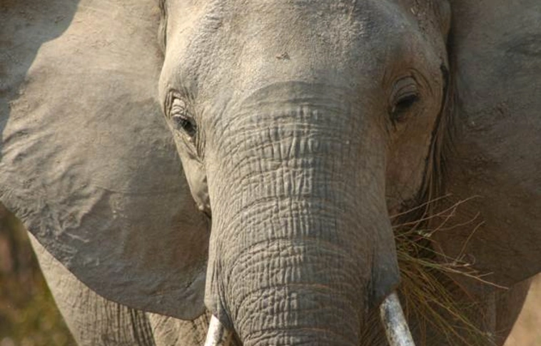 Ötödével csökkent az afrikai elefántpopuláció