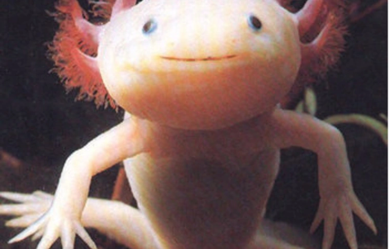 Zord jövő elé tekint az axolotl - Igen, ő az! 