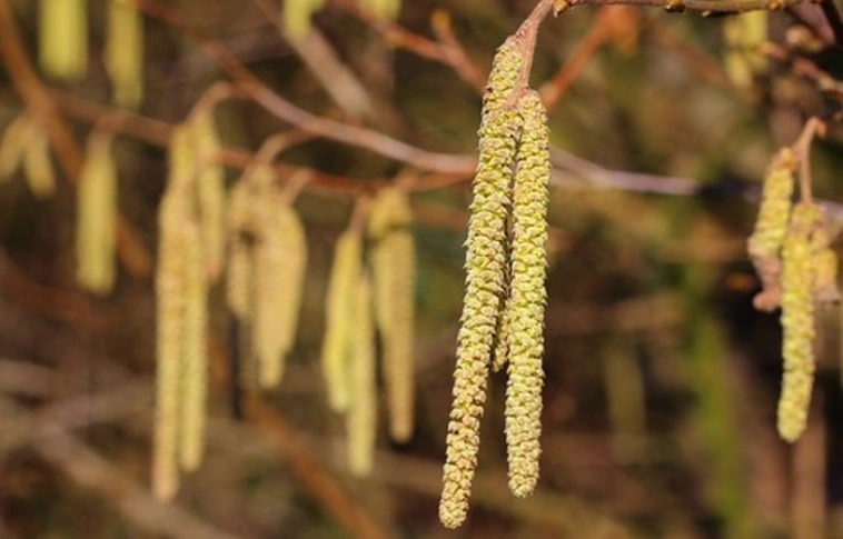 Allergiás? Ilyen a pollenhelyzet