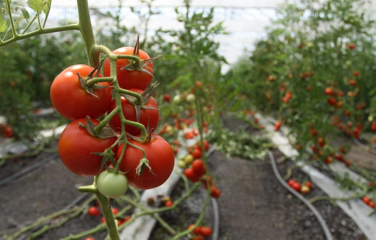 Beolvadt az Agrokultúra a Miskolci Városgazda Kft.-be