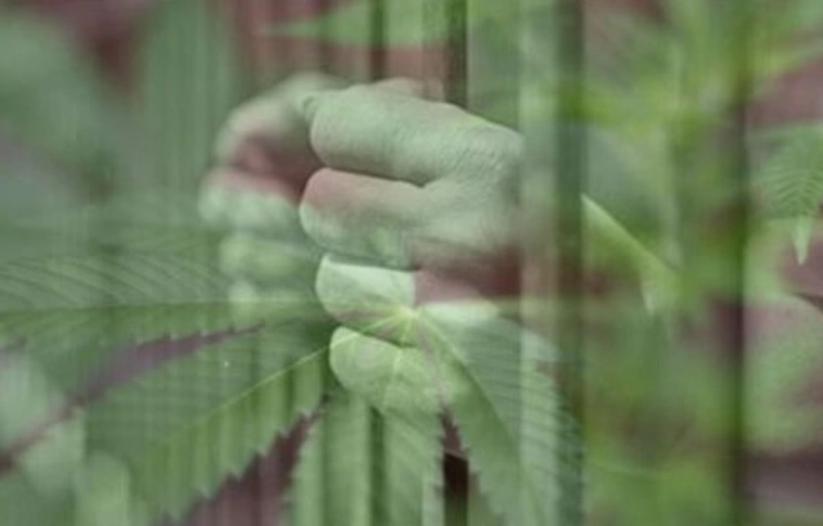 Rabszolgatartó kannabisz-ültetvényes bukott le Zemplénben